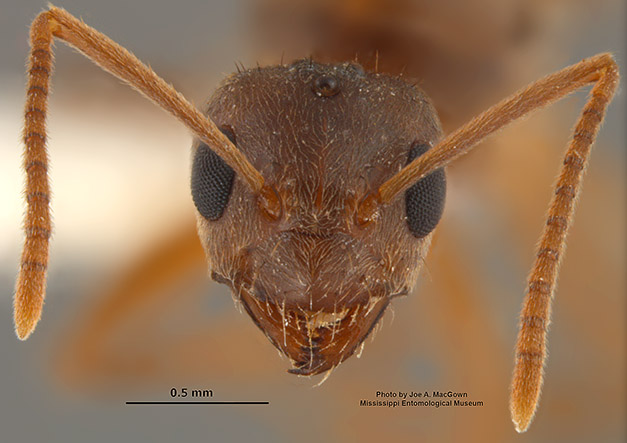 Nylanderia_fulva..queen.head