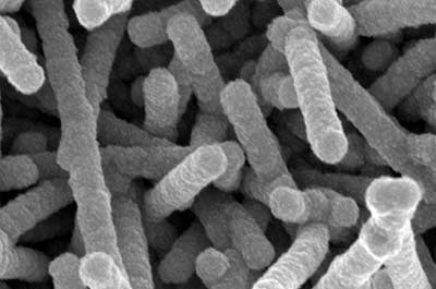TMV-nanostructures-close-crop